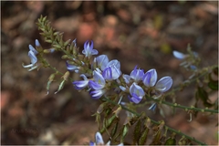 Pueraria tuberosa